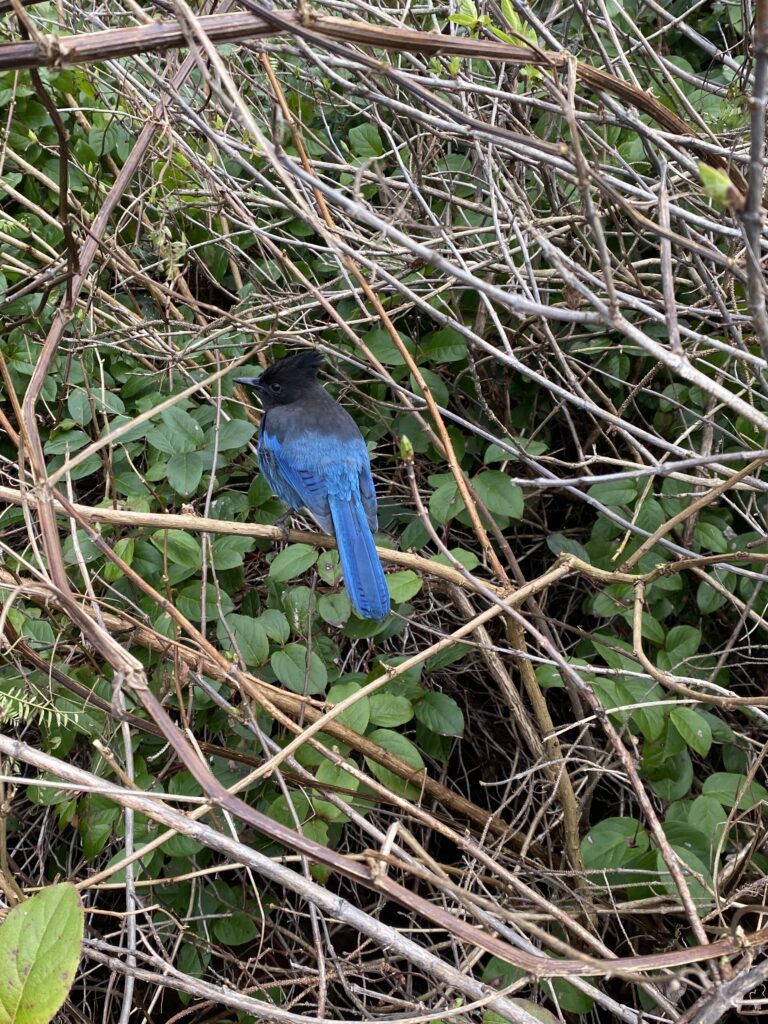 Blue Stellar's Jay in the bushes at Mystic BBeach