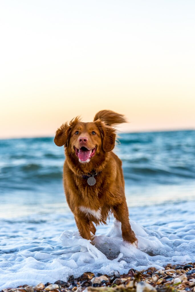 A Nova Scotia Duck Tolling Retriever happily runs along the shoreline with crashing waves in the background.